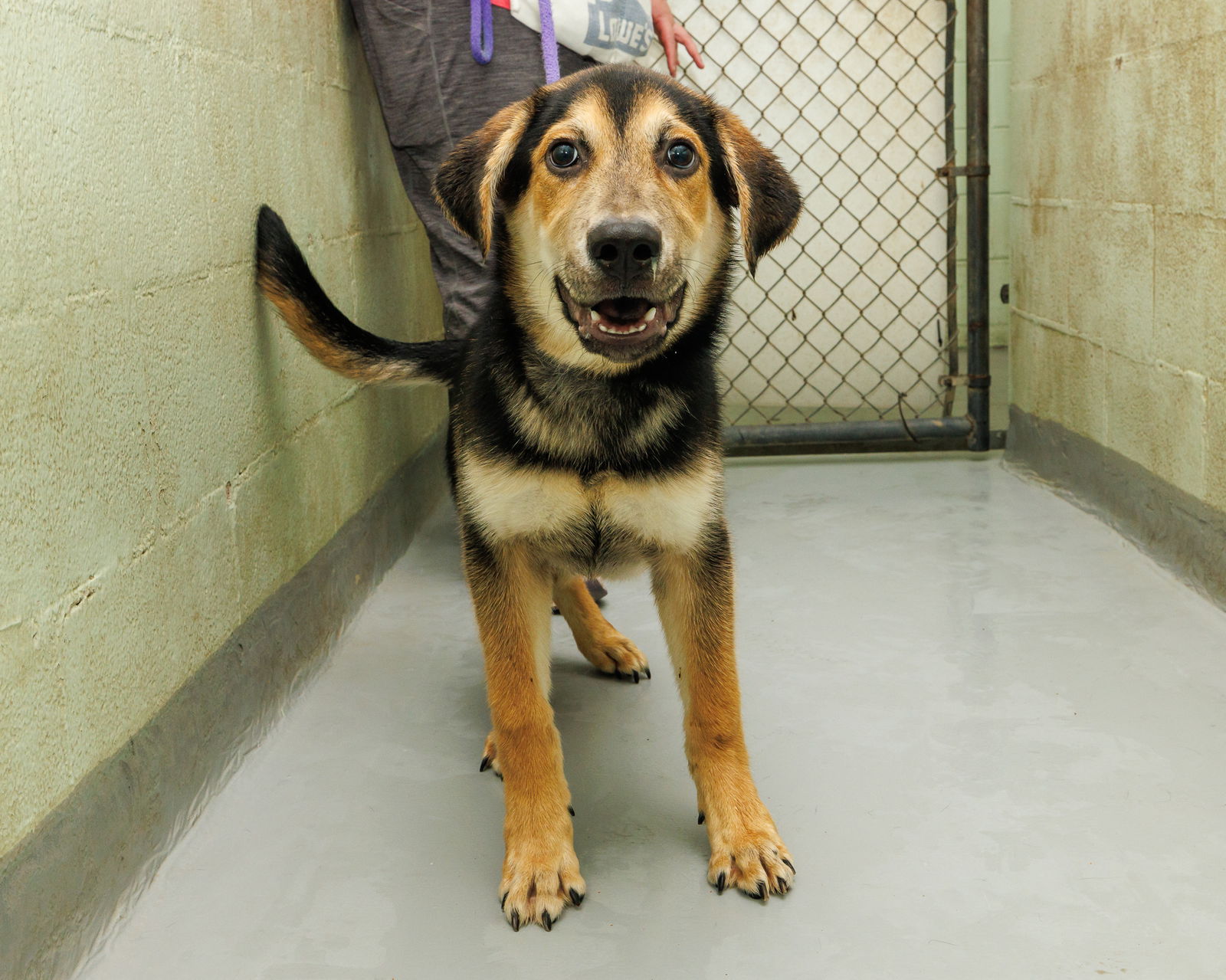 adoptable Dog in Durham, NC named Splash