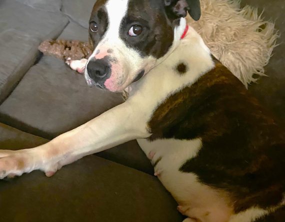 adoptable Dog in Durham, NC named Bliss