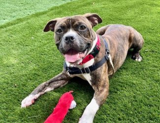 adoptable Dog in Durham, NC named Jive