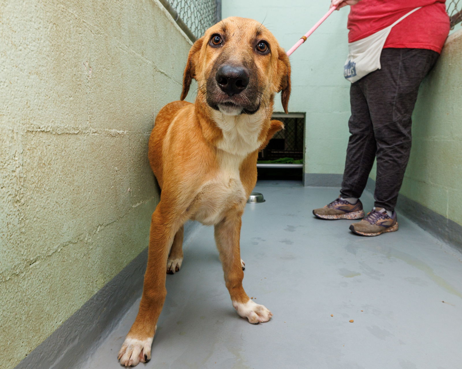 adoptable Dog in Durham, NC named Calypso