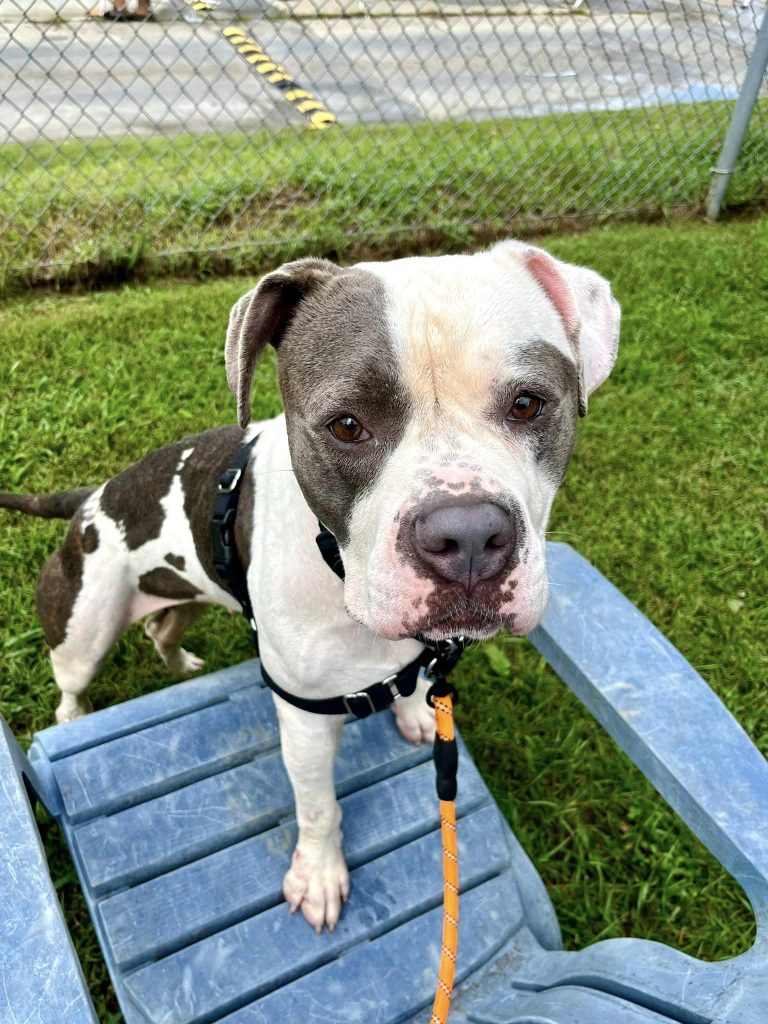 adoptable Dog in Durham, NC named Patricia