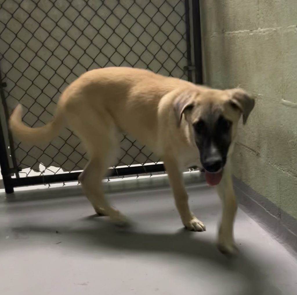 adoptable Dog in Durham, NC named Cumbia