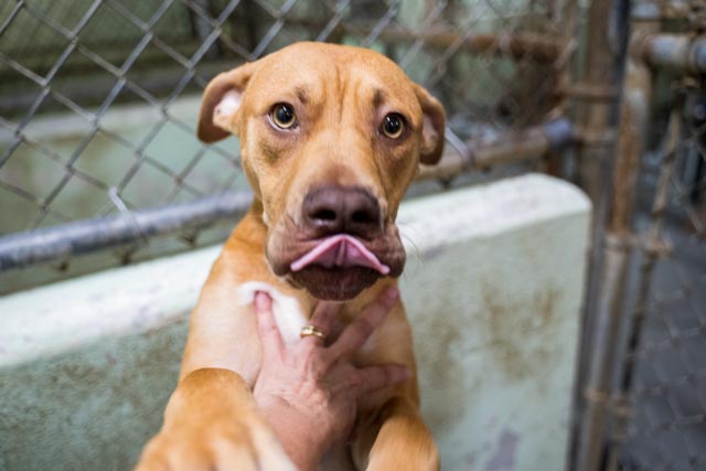 adoptable Dog in Durham, NC named Honey Nut