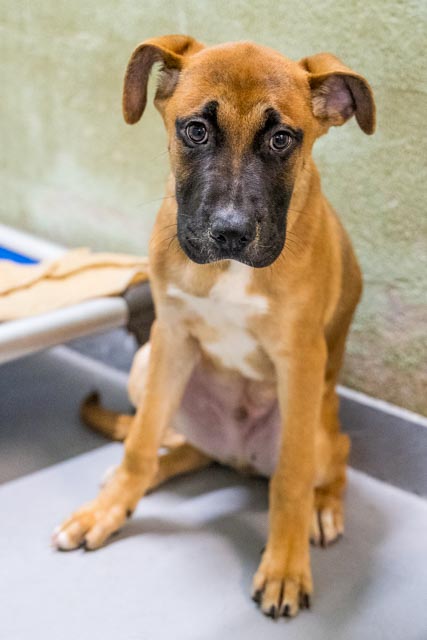 adoptable Dog in Durham, NC named Cornflake