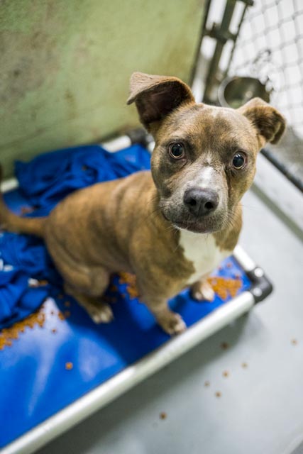 adoptable Dog in Durham, NC named Pudge