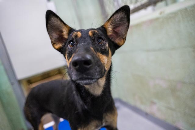 adoptable Dog in Durham, NC named Jacqueline