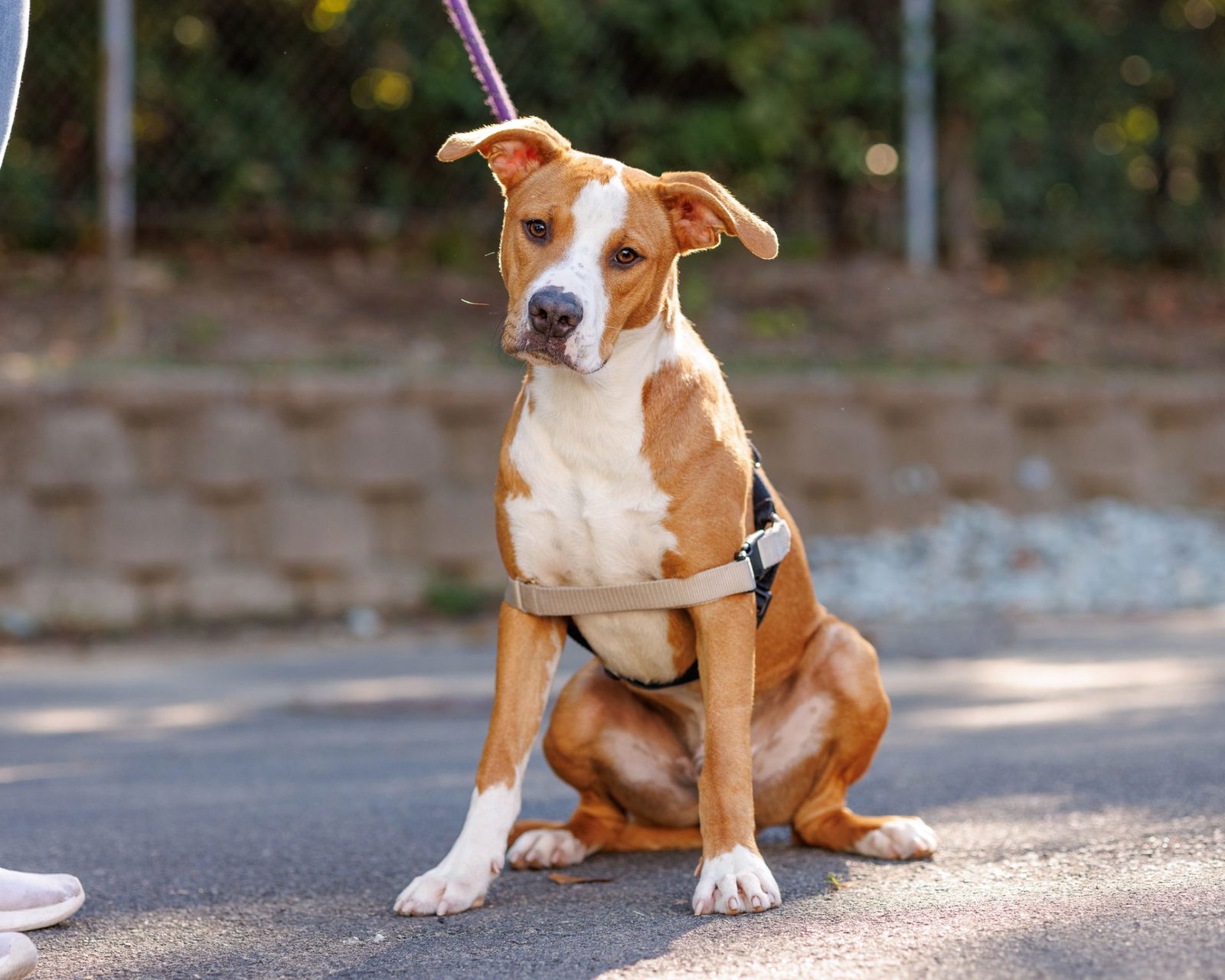 adoptable Dog in Durham, NC named Beacon