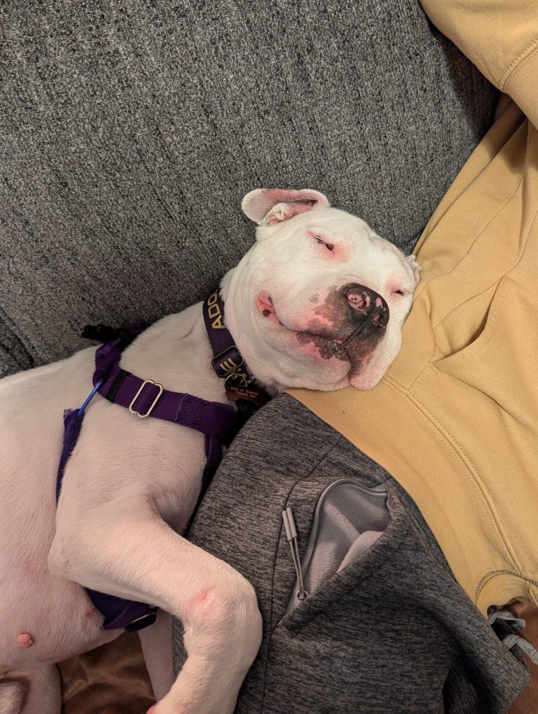adoptable Dog in Durham, NC named Rufus