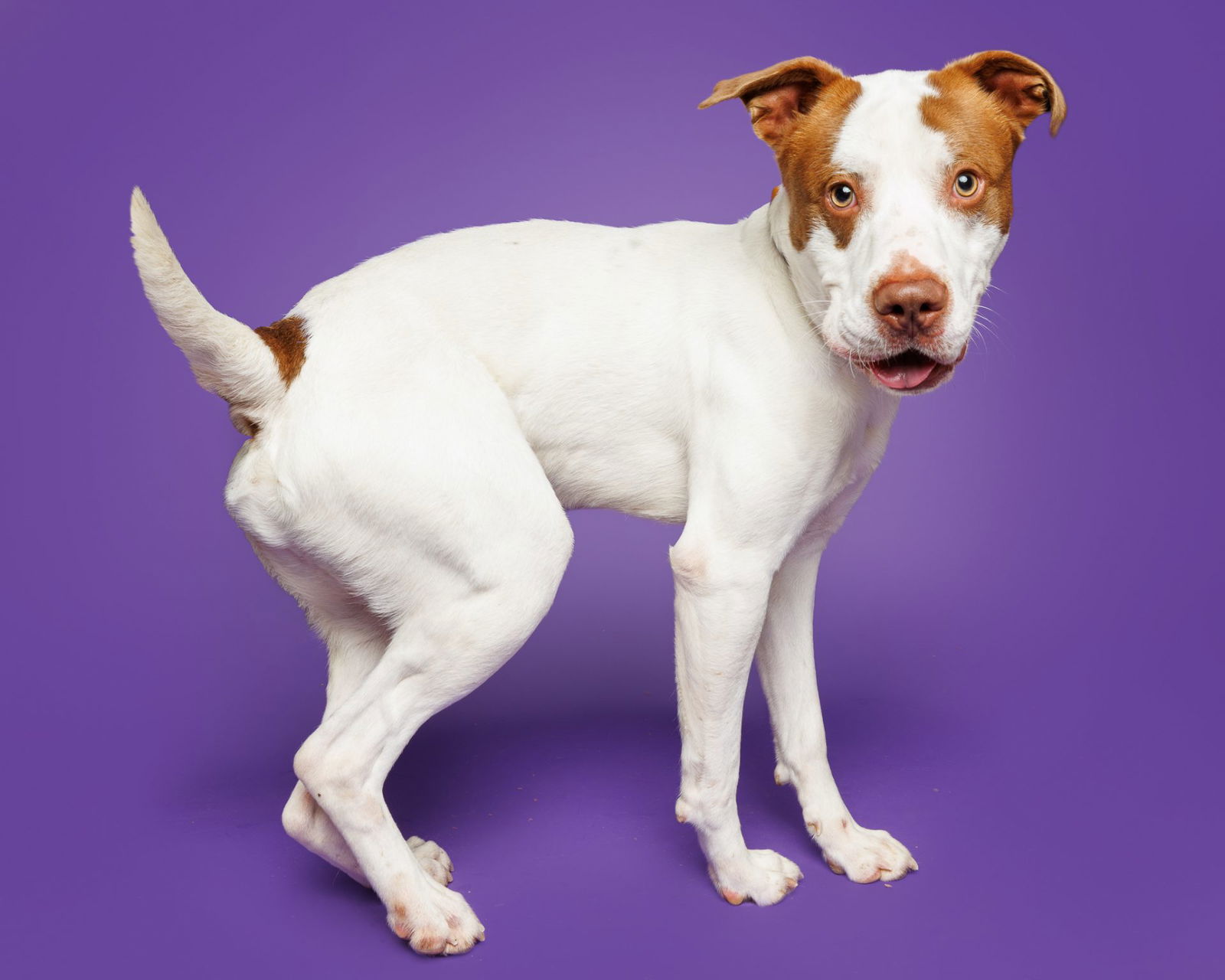 adoptable Dog in Durham, NC named Sour Cream