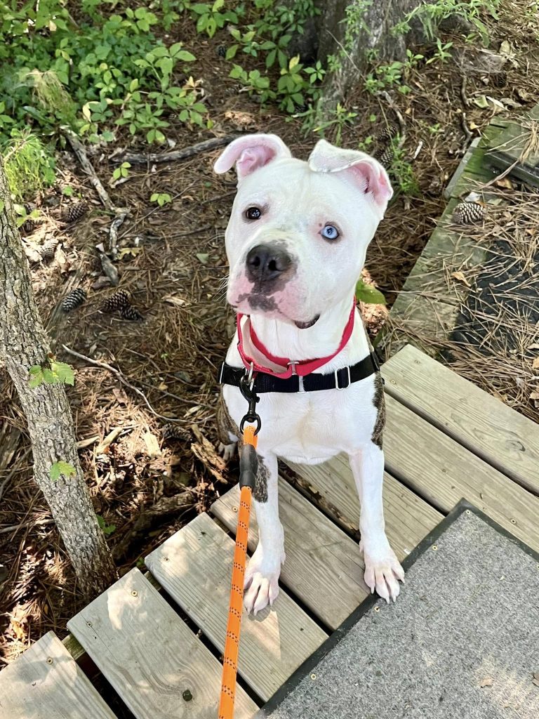 adoptable Dog in Durham, NC named Breadstick