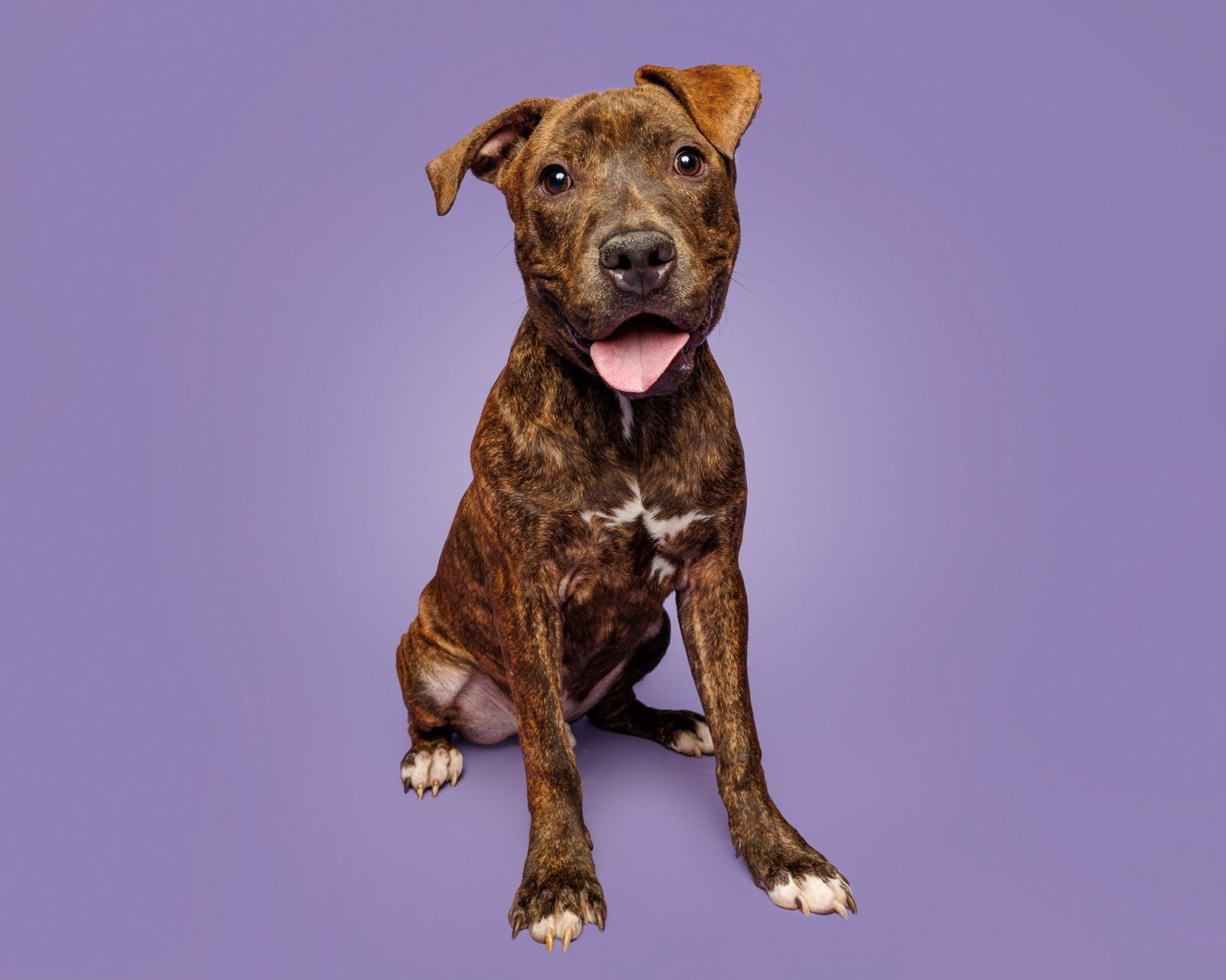 adoptable Dog in Durham, NC named Brownie Bits