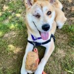 adoptable Dog in Durham, NC named Buttercup