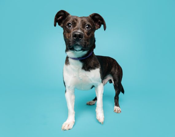 adoptable Dog in Durham, NC named Jesse