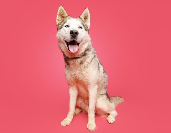 adoptable Dog in Durham, NC named Jeeves