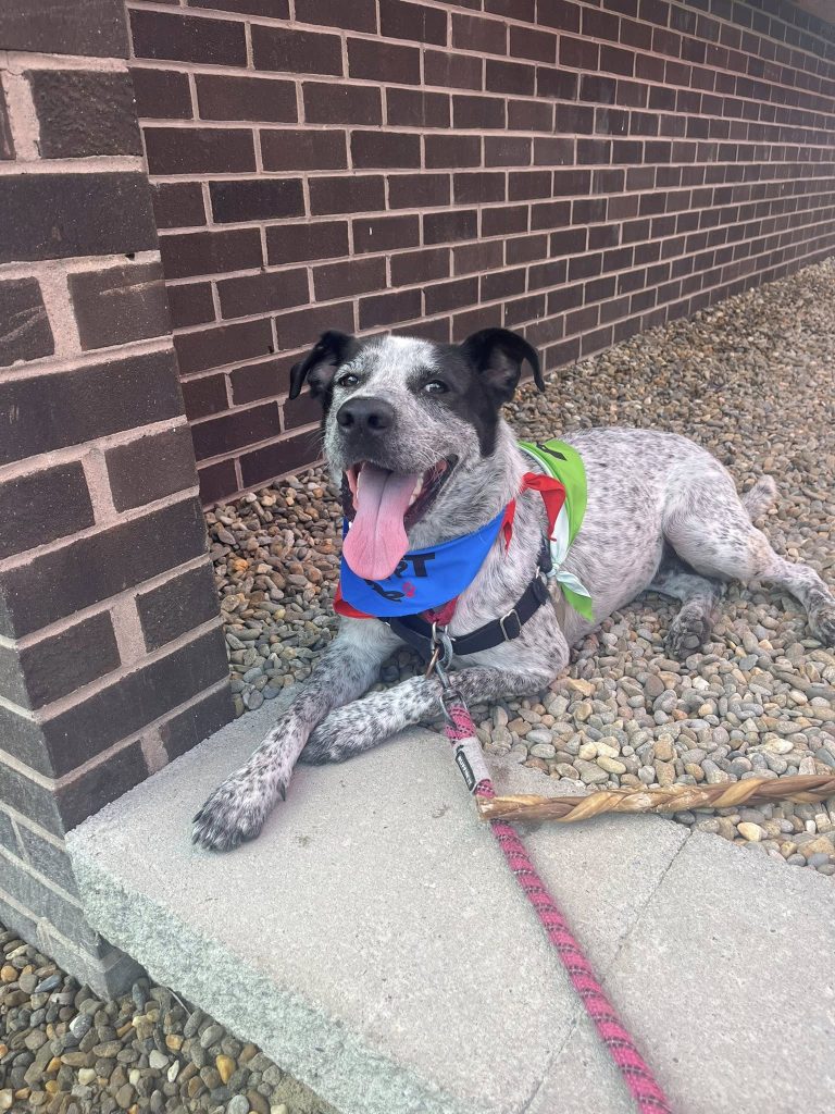 adoptable Dog in Durham, NC named Theo