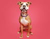 adoptable Dog in durham, NC named Rosa