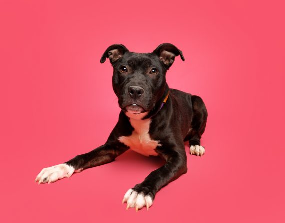 adoptable Dog in Durham, NC named Asami