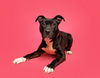 adoptable Dog in durham, NC named Asami