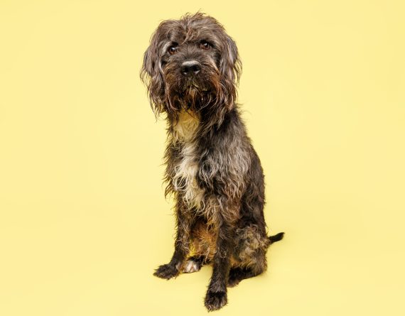 adoptable Dog in Durham, NC named Admiral