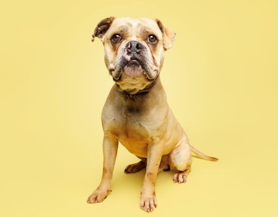adoptable Dog in Durham, NC named Dyson