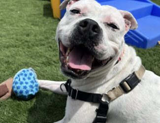 HUGO - Bulldog / Pit Bull Terrier available for adoption