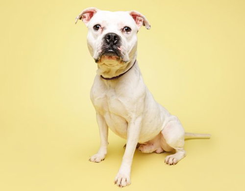 HUGO - Bulldog / Pit Bull Terrier available for adoption