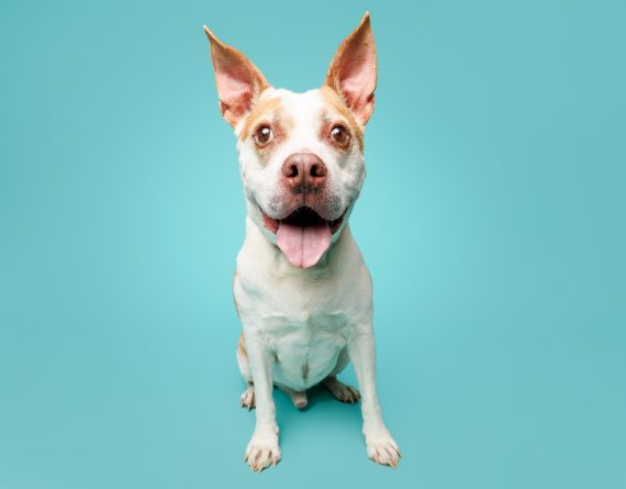 adoptable Dog in Durham, NC named Bandit