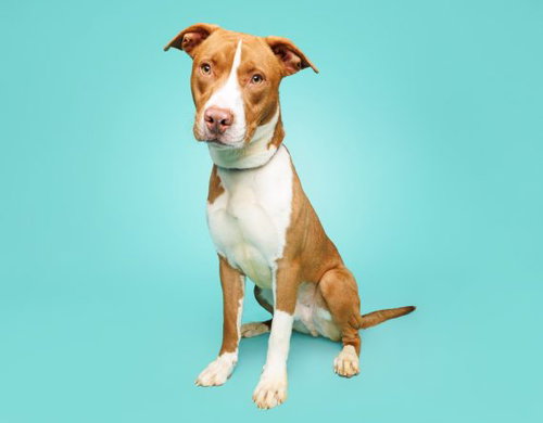 KNOX - Pit Bull Terrier / Hound available for adoption