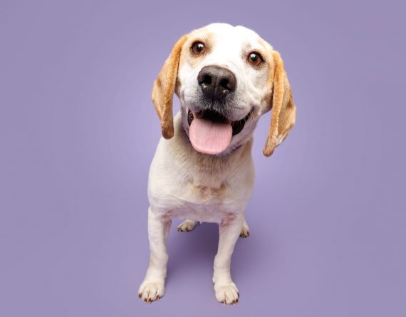 adoptable Dog in Durham, NC named Watson