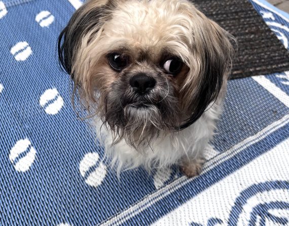 adoptable Dog in Durham, NC named Sweetums