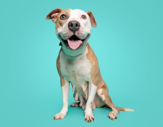 adoptable Dog in Durham, NC named Lavender