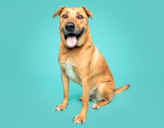 adoptable Dog in Durham, NC named Sir Tow Mater