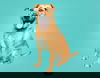 adoptable Dog in durham, NC named Sir Tow Mater