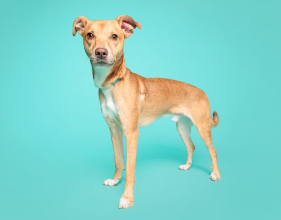 adoptable Dog in Durham, NC named Sinclair