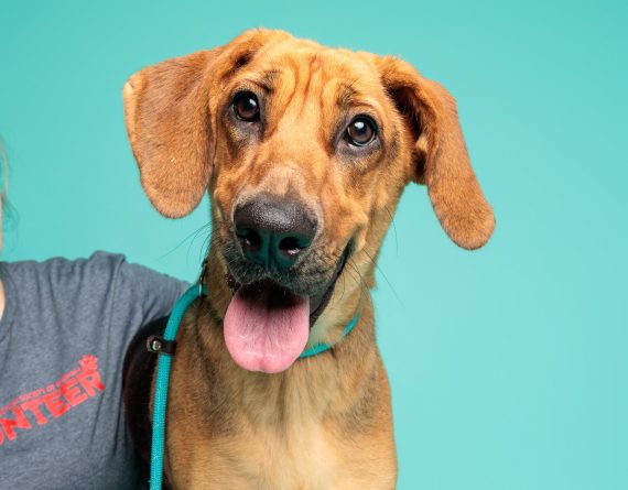 adoptable Dog in Durham, NC named Darla
