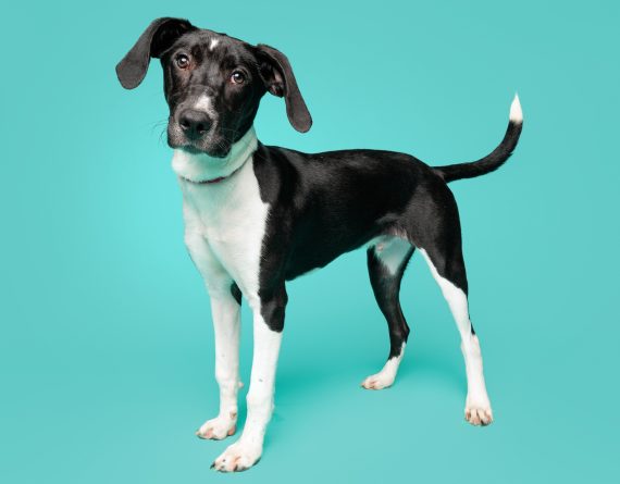 adoptable Dog in Durham, NC named Kentucky
