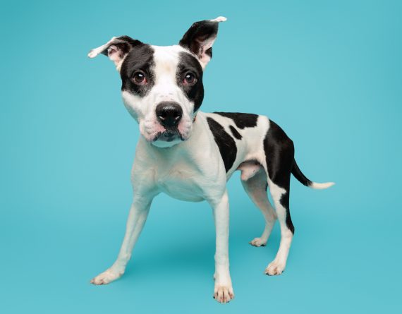 adoptable Dog in Durham, NC named Willard