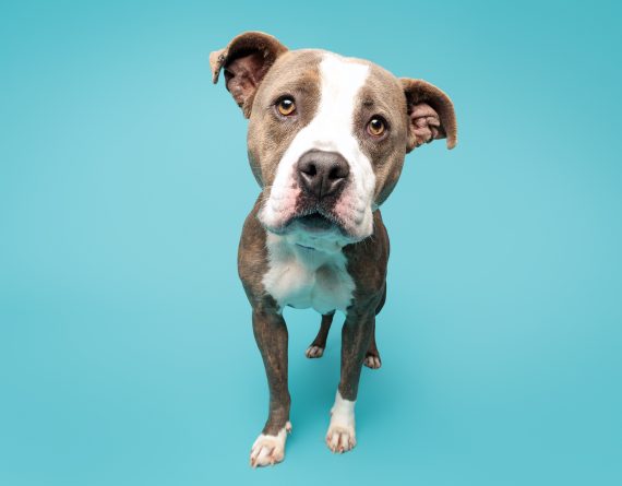 adoptable Dog in Durham, NC named Matilda