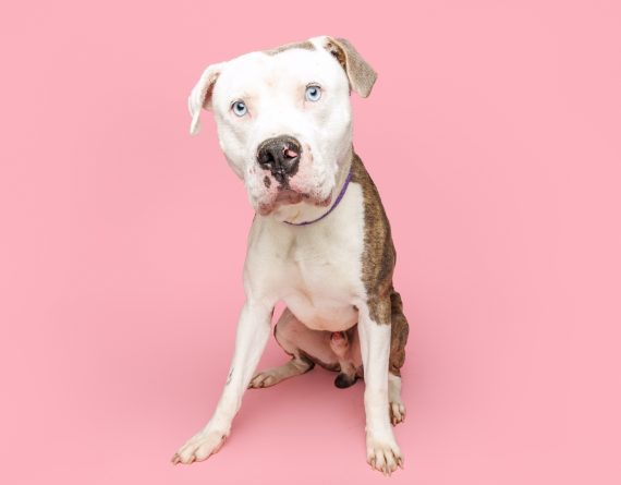 adoptable Dog in Durham, NC named Peaky Blinder