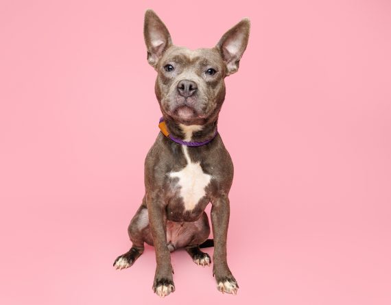adoptable Dog in Durham, NC named Holla