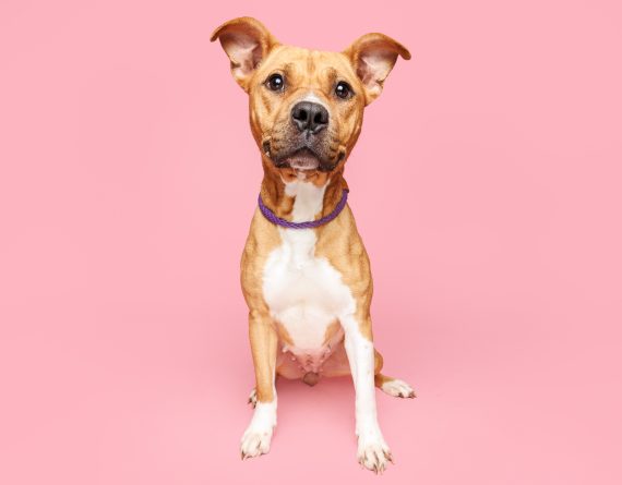 adoptable Dog in Durham, NC named Bianca