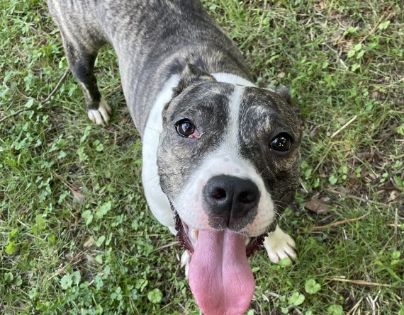 adoptable Dog in Durham, NC named Lady Marmalade