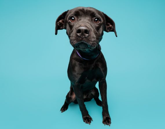 adoptable Dog in Durham, NC named Primavera