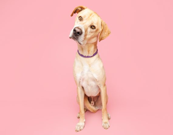 adoptable Dog in Durham, NC named John