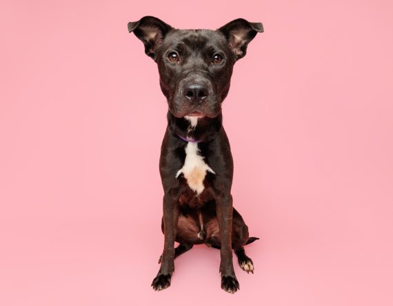 adoptable Dog in Durham, NC named Mason