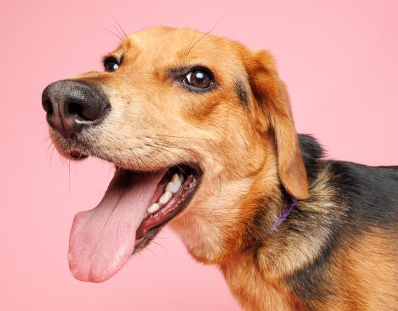 adoptable Dog in Durham, NC named Gino