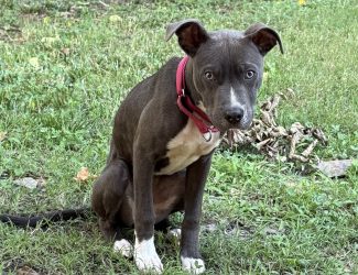 adoptable Dog in Durham, NC named Gracie Jean