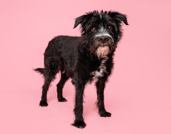 adoptable Dog in Durham, NC named Comet