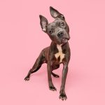 adoptable Dog in Durham, NC named Legs