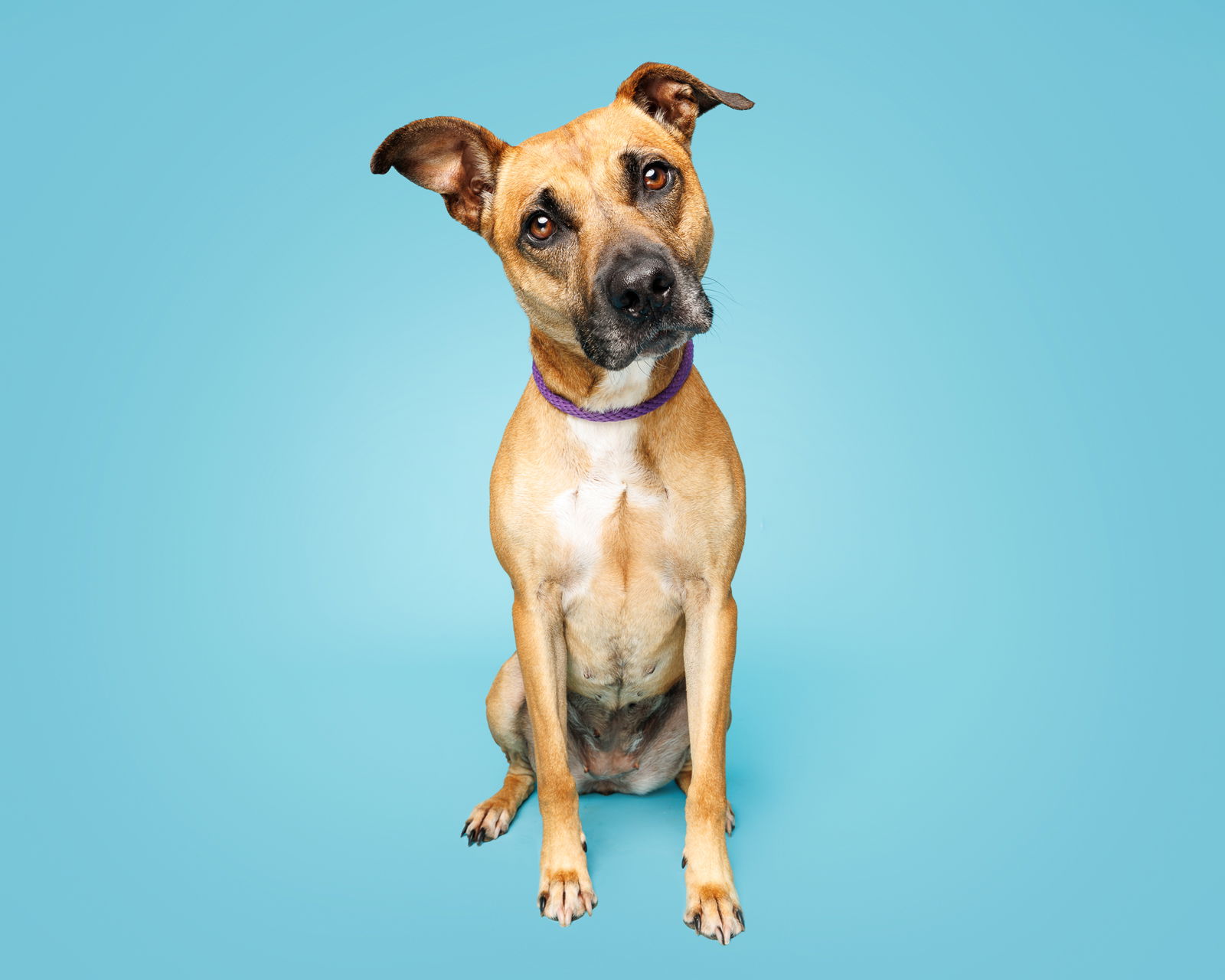 adoptable Dog in Durham, NC named Praline